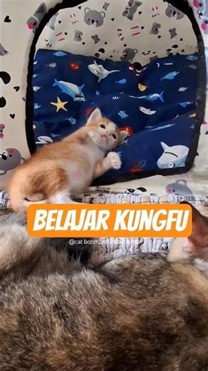 Boby the Cat Shows Off His Secret Skills to Mami Ria. #BabyCat #CuteKitten #FunnyCats #CatLovers ...
