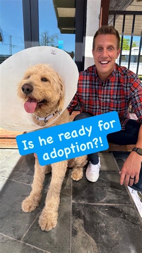 Is this Shut Down Shelter Goldendoodle ready for adoption 😍👏 | Rocky Kanaka