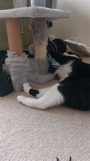 cat tree scratching asmr #asmr #cutecat #cute #relaxing
