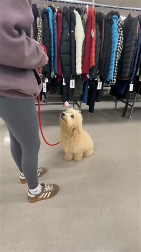 The first year shapes your dogs entire life!! See how our imprint training program builds the foundation for a confident, happy companion 🥰🐶🐾 #swissridgekennels #bernedoodles #bernedoodle #dogsofinstagram #imprinttraining #training #dogtrainingadvice #dogtrainer #puppytraining #swissridgedoodle #swissridge #doodlesofinstagram #bernesemountaindog #cutepuppy #goldendoodle #goldendoodlesofinstagram | SwissRidge Kennels