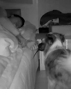 117M views · 819K reactions | Llegó con un ratón vivo para dárselo como regalo a su amo  | Upsocl Verde | Facebook