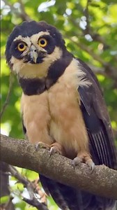 Canto de Pássaros - MURUCUTUTU - Spectacled Owl #birds #cantodepassaros #aves