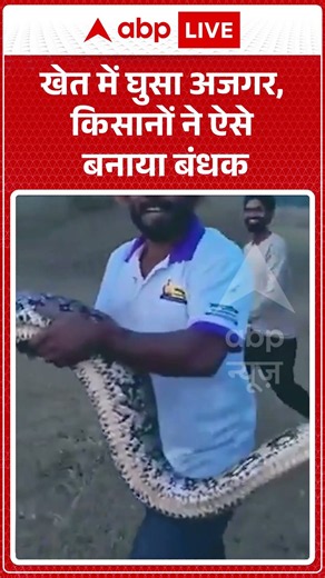 Viral Video: खेत में घुसा अजगर, किसानों ने ऐसे बनाया बंधक #python #pythonsnake #snakerescue