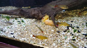 1.7K views · 80 reactions | Ali feeds... coconut. | Aquarium Co-Op | Facebook