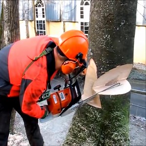 4.1M views · 8.6K reactions | The most perfect tree cutting technique | Petra Kshlerin | Facebook
