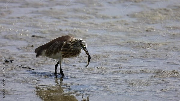 Chinese Pond Heron, Ardeola bacchus, swallowing shrimp prey on wetland in mangrove forest, a wading bird of the heron family, found in shallow fresh and salt-water wetlands in Southeast