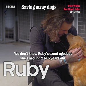 511K views · 8.3K reactions | Introducing Colm, Ruby and Tammy, three stray dogs hoping to find new homes and happier futures. Watch the full episode tonight at 9pm on U&W or stream free on StreamOnU | U&W | Facebook
