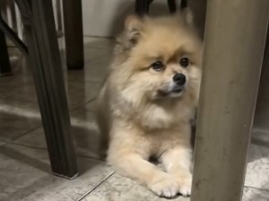 有那么一秒我还以为它真的有心事_哔哩哔哩_bilibili