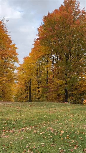 Fall has completely taken over Horseshoe Valley Resort. The trails are glowing, the air’s crisp, and it’s the perfect excuse to hit pause. Stay a night, slow it down, take it all in. #horseshoevalley #peakcolours #fallvibes #ontariooutdoors #notreadyforwinter | Horseshoe Valley Resort