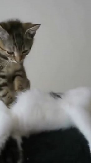 What is your cat talking about?🤣 i bet u should know😻😸 #cats #catmombabies #catmombabies #petslife #translation #cattalking