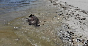 Red Tide Is Spreading to Florida’s East Coast. Here’s What to Know About It