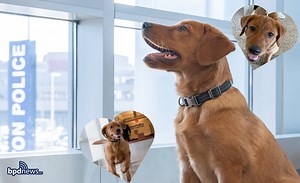 Boston police want your help naming their new comfort dog