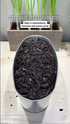 How to Grow Cat Grass from Seed