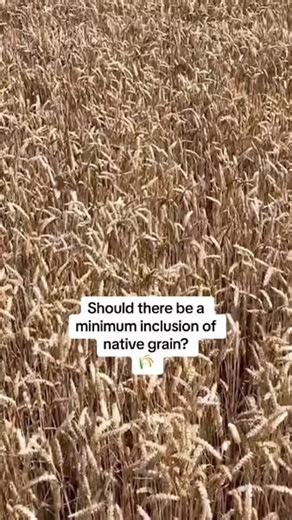 Should there be a minimum inclusion of native grain? 🌾 Watch a new video from the Crop Tour every evening this week only on the Irish Farmers Journal website or app. #CropTour2025 You can see all the content from Crop Tour 2025 here: https://eu1.hubs.ly/H0m2QFp0 The Irish Farmers Journal Crop Tour is supported by BASF Agricultural Solutions Farming the Biggest Job on Earth Campaign. | Irish Farmers Journal