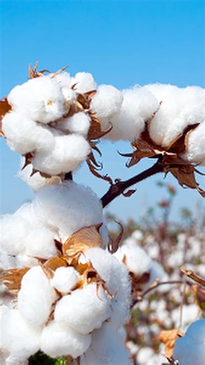 will on Instagram: "Quality check #3: fabric production from farm -> yarn -> weave. 👚 Comment 'QUALITY' for a summary of what we talked about in this video! 🧶 Side note: I skipped 'what is a stitch', because I felt like this was a more important topic. It is a longer video so I doubt it will gain traction, but I listened to your comments and was eager to put this information out!"