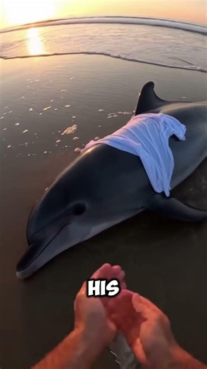 He chose to save the dolphin instead of walking away #heartwarming #wildlife