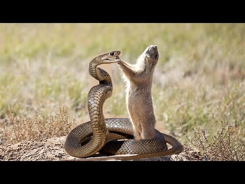 Why Can Mongoose Eat A Snake ?
