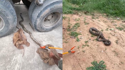 सोनभद्र: ट्रक की चेसिस में घुसा अजगर, डरे हुए ड्राइवर ने वन विभाग को दी सूचना