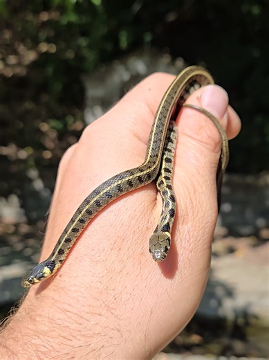 Throughout Europe Grass Snakes are widespread and considered common, but these were my first two ever! It's always a magical moment when I've seen pictures of a snake online for years and then I finally see it in the wild! It's safe to assume that these two were siblings and yet the variations in color and pattern are quite significant! BEAUTIFUL snakes! . #grasssnake #wildlife #nature #travel #explore
