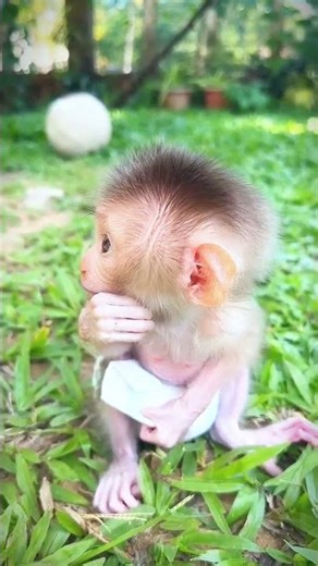 05 monkey video | monkey | bandar | monkey voice | funny manki comedy video | monkey video #shorts