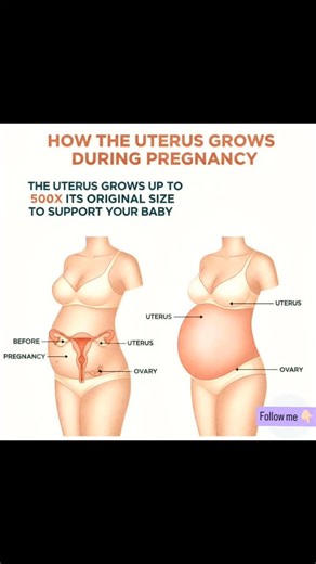 Nursing & Medical Profession 🔵 | From a pear to a watermelon — the incredible, expanding home of your baby. 🍐➡️🍉 Did you know? Your uterus grows up to 500 times its... | Instagram