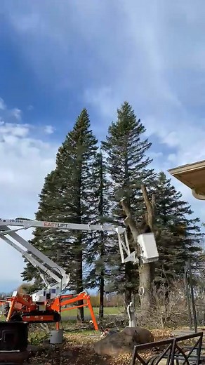 Check out the spider lift at today’s job | All Tree Solutions