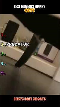 Funniest Cat Moments That Will Make You Laugh!