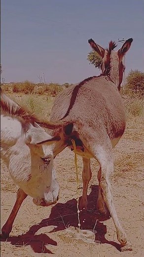 Cute Donkey Funny Moments 😄 Watch Till The End | Pure Fun & Smile#short