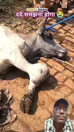 गो भक्त गौ सेवा को तत्पर 🚩#trending #gaumata #gauseva #gaushala #shorts #pageforyou #reaction #gaddi