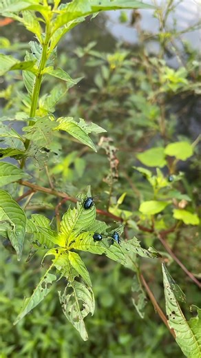 Blue Beetles on Green Plant: Nature's Little Marvels