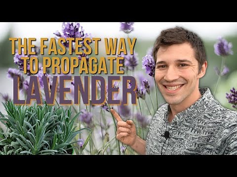 The Quickest Way to Propagate Lavender! Stop Wasting Your VALUABLE TIME!