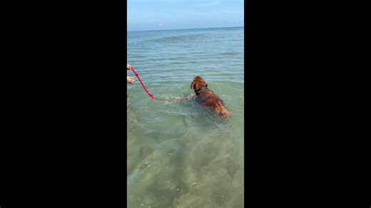 Excitable dog enjoys first-ever swim at beach