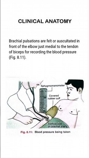 Measuring Blood Pressure via the Brachial Artery