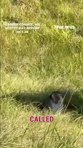 WATCH: Escaped research monkey finds new home at animal refuge #foxnews #news #shorts