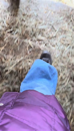 Forever in love with these cuties and forever in love with Lancaster’s farmland❤️🐑 #lambsoftiktok #farmlife #babyanimals #lancasterpa