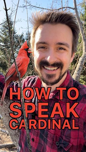 Sam | Nature Education on Instagram: "How to Speak Cardinal! Cardinals are one of the most recognizable birds with an equally unique song Their song sounds like a laser, And males use this call to defend their territory and impress the ladies But interestingly, the females also sing as well It’s thought that this helps to strengthen their bond, which lasts for life, and to help defend the territory In fact, male and females have been known to duet with each other. They also have companion calls,