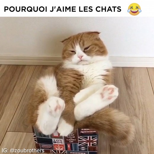 8M views · 103K reactions | Oui, les chats sont plus marrants que les chiens | BuzzFeed France | Facebook