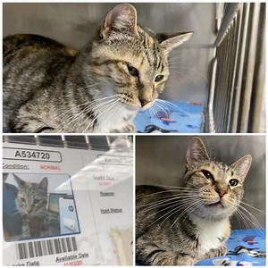 34 reactions · 60 shares | RESCUED GRACIE #A534720 Available...