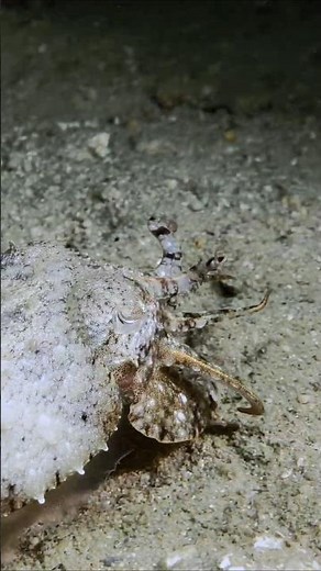 Cuttlefish Imitating a Hermit Crab | Okinawa