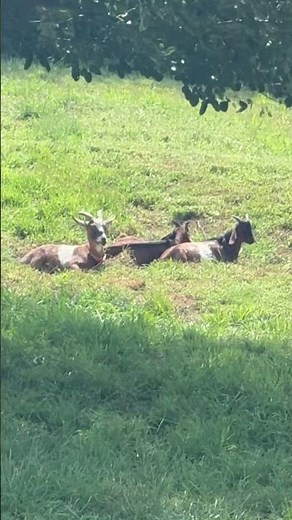The cutest mini newbie GOATS ￼