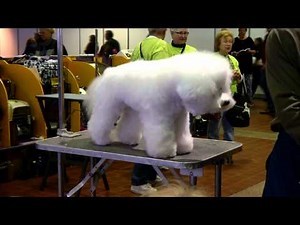 Best Small Dogs for Kids