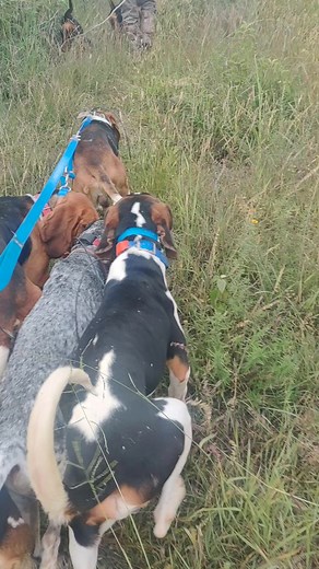 #deerhunting #delejossenotalowalker #treingwalker #rudehunters #treeingwalkercoonhound | Rude hunters