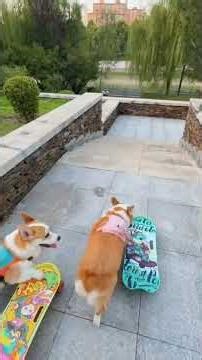 Amazing Dog on Skateboard! The Coolest Trick You’ll See Today | Smart Dog Shorts #DogOnSkateboard