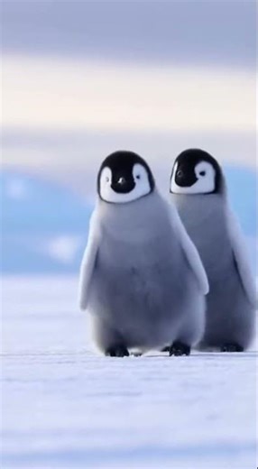 i love you cute penguin 💞 pls comment best penguin moments #cuteanimals #penguinlove #wildlife