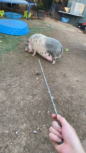 Pokey the porky #fyp #pig #foryou #pigsoftiktok