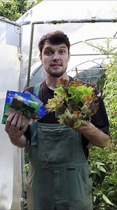 Was geht noch im September?🌱 Einiges und noch mehr. Mangold, Asiasalte und co. Was fällt euch noch ein? 😁 #Gartenwissen#hobbyfarming #Gartenliebe #bodenständig #Selbstversorgergarten #gemüsegarten #ernte #tipps #salat #september #herbst #aussaaten | Bodenständig