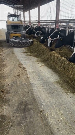 Wie ein landwirtschaftliches Fahrzeug die Fütterung von Kühen revolutioniert