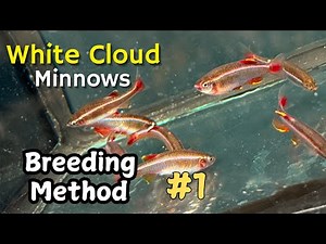 How To Breed WHITE CLOUD MINNOWS Like a Pro in 2025!