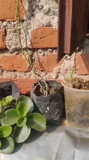 #borken_heart#mygardentour#gardenvlog#trending