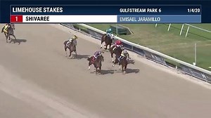 23 reactions | Can Shivaree keep the win streak going with a victory in the Swale Stakes at Gulfstream Park? See if he can get his 5th straight win for Trainer Ralph Nicks later today on TVG. Race 9, 4:04PM ET | FanDuel Racing | Facebook